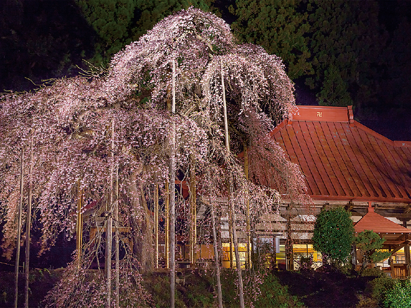 慈徳寺の種まき桜