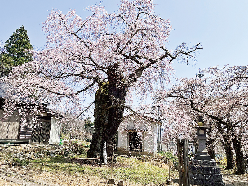 諏訪山の桜